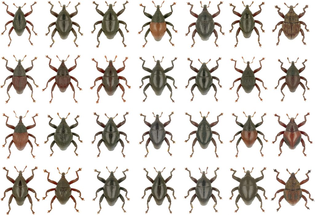 Detail Sketsa Gambar Bunga Dan Kumbang Nomer 40