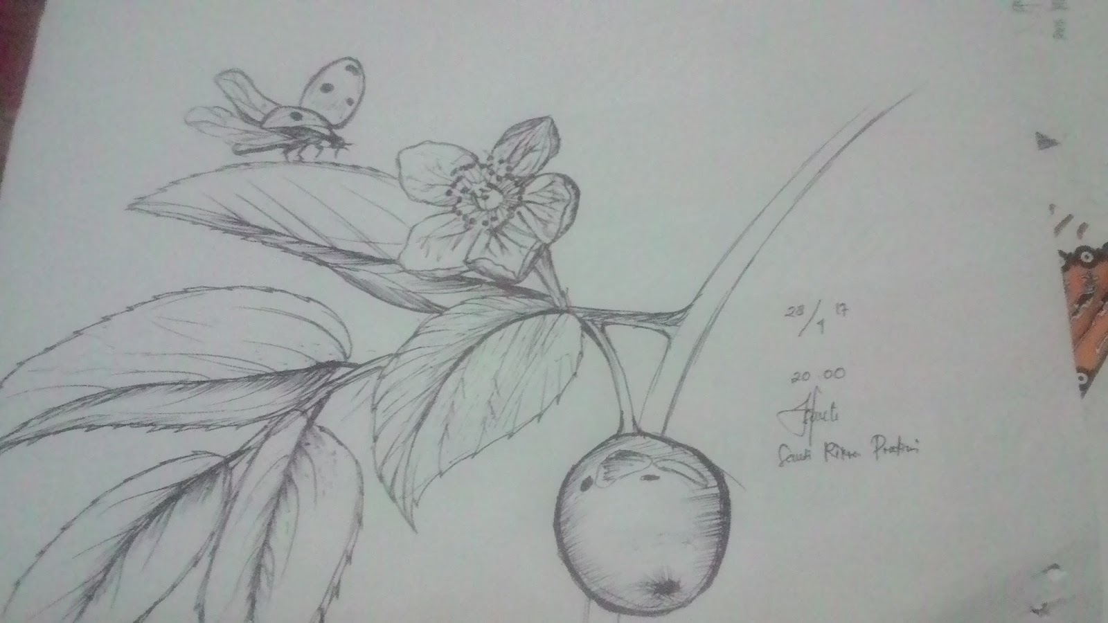 Detail Sketsa Gambar Bunga Dan Kumbang Nomer 7