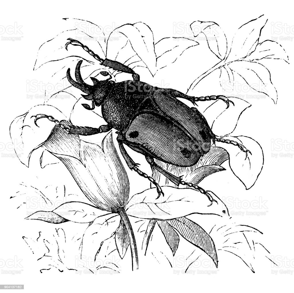 Detail Sketsa Gambar Bunga Dan Kumbang Nomer 8
