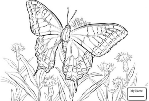 Detail Sketsa Gambar Bunga Dan Kupu Kupu Nomer 5