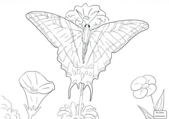 Detail Sketsa Gambar Bunga Dan Kupu Kupu Nomer 50