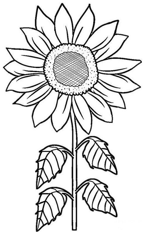 Detail Sketsa Gambar Bunga Dan Potnya Nomer 45