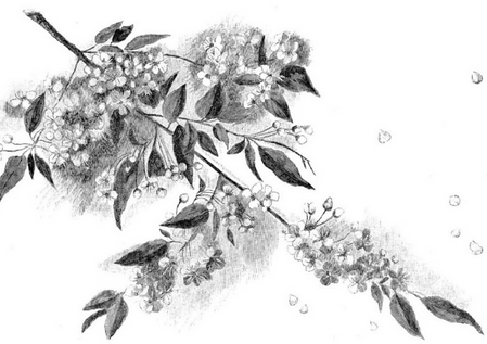 Detail Sketsa Gambar Bunga Di Jepang Nomer 13