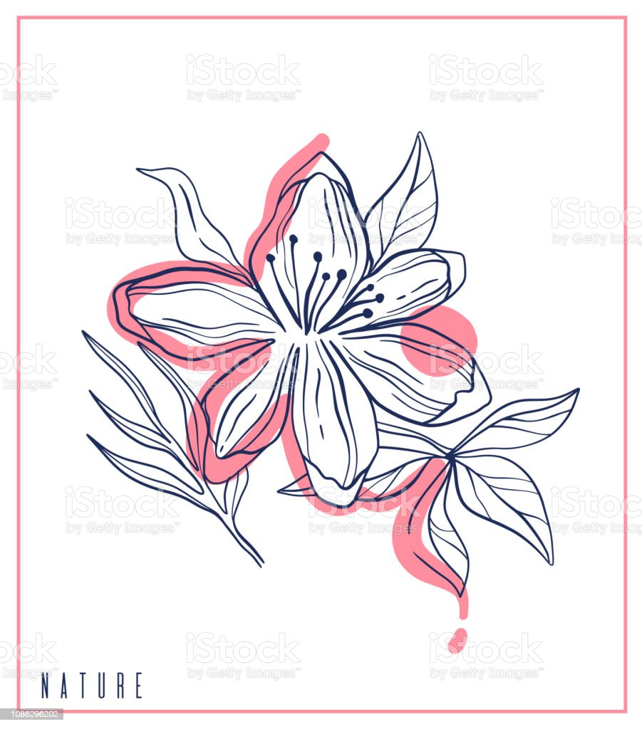 Detail Sketsa Gambar Bunga Flora Nomer 34