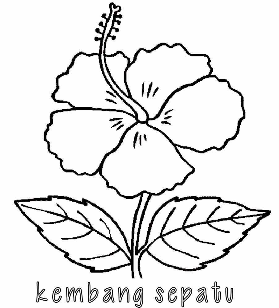 Sketsa Gambar Bunga Kembang Sepatu - KibrisPDR