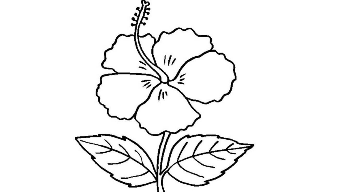 Detail Sketsa Gambar Bunga Kembang Sepatu Nomer 18