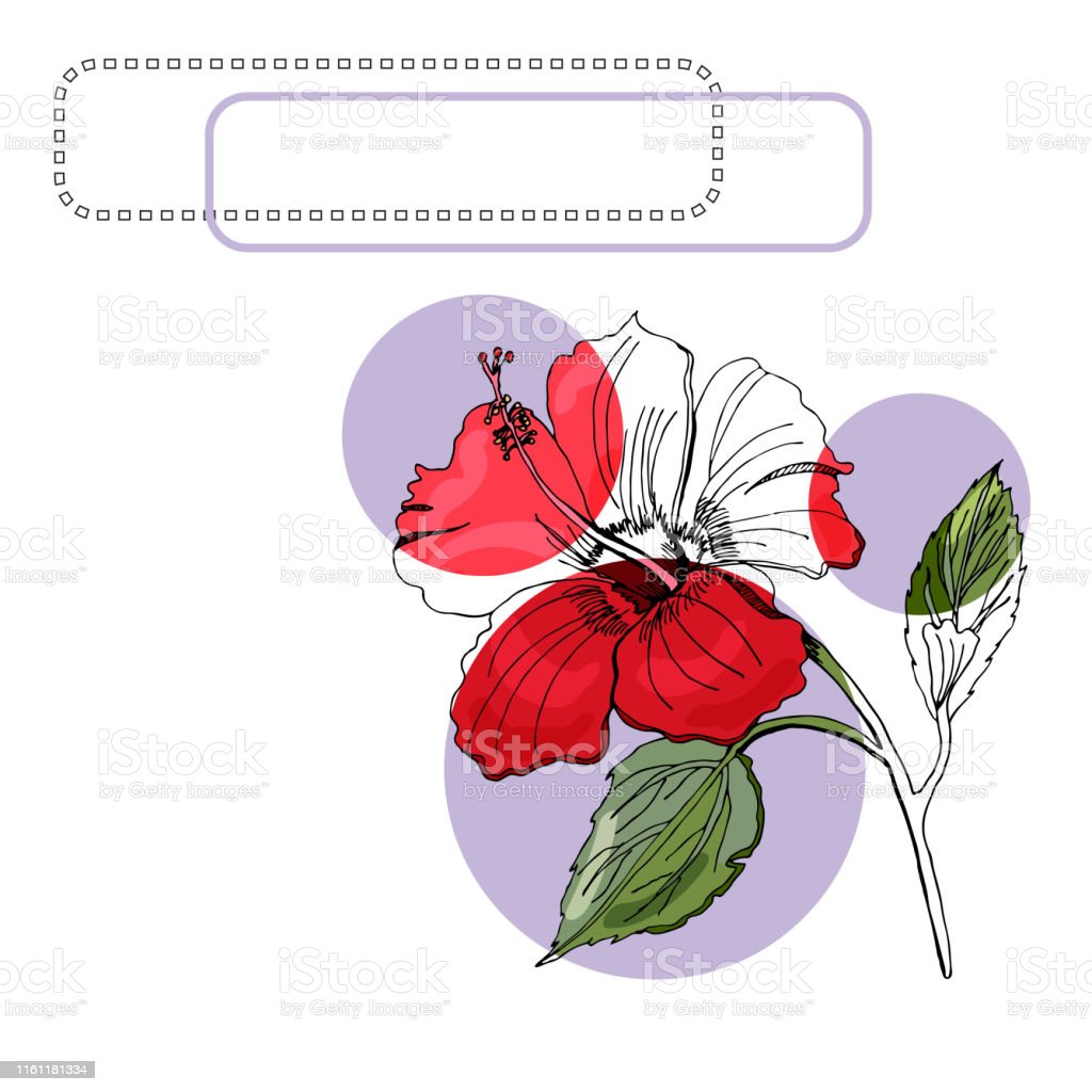 Detail Sketsa Gambar Bunga Kembang Sepatu Nomer 28