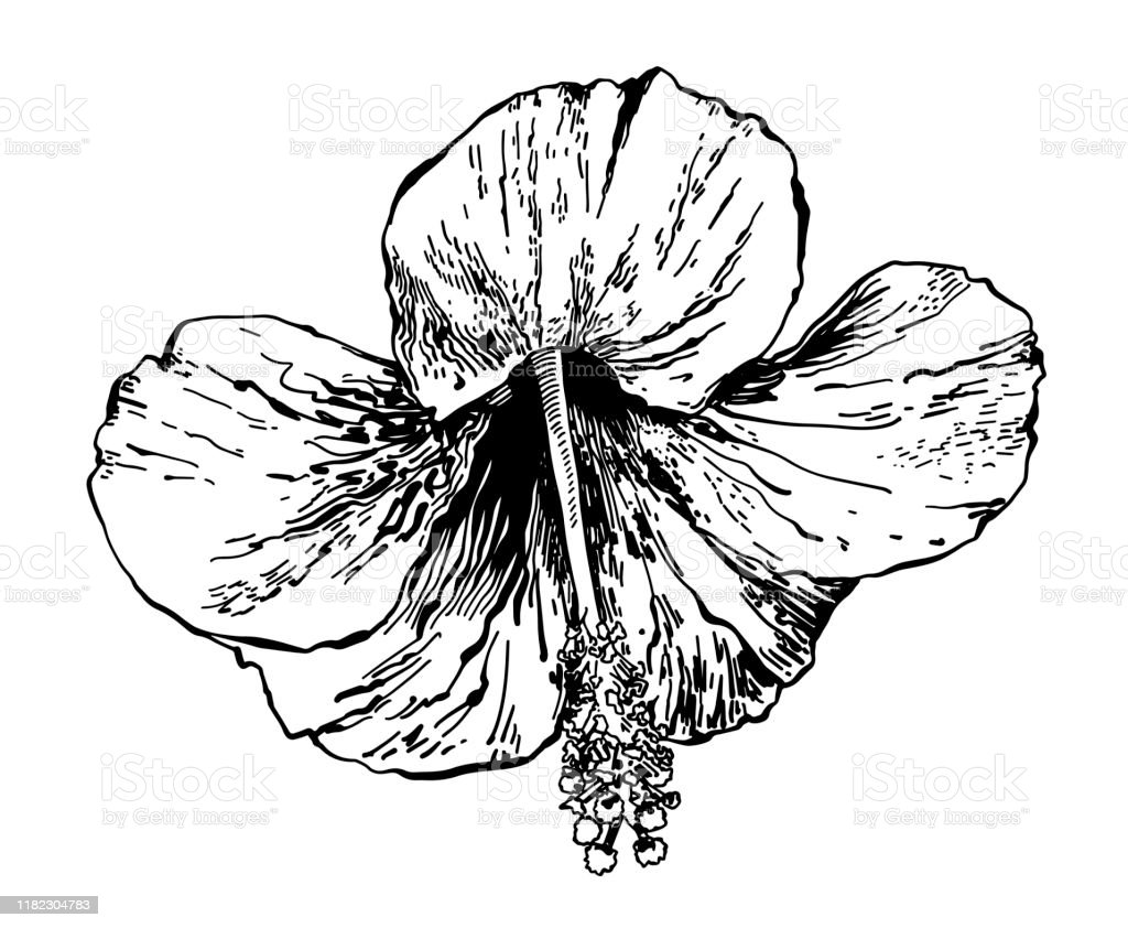 Detail Sketsa Gambar Bunga Kembang Sepatu Nomer 43