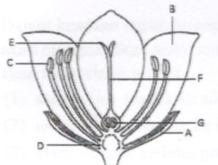 Detail Sketsa Gambar Bunga Lengkap Nomer 28