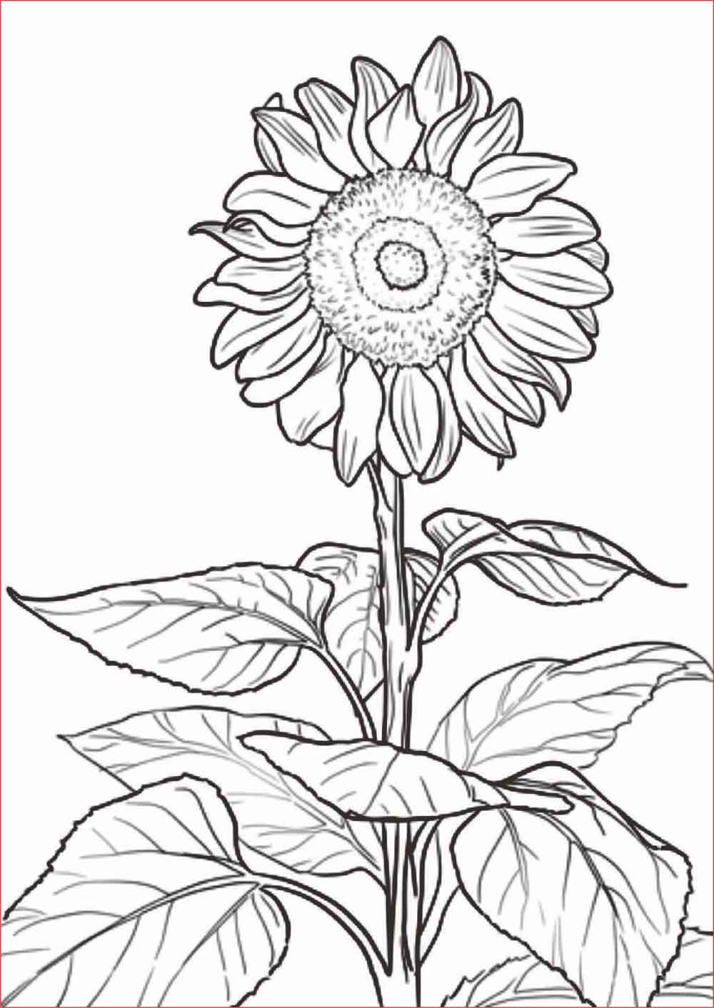 Detail Sketsa Gambar Bunga Lengkap Nomer 52