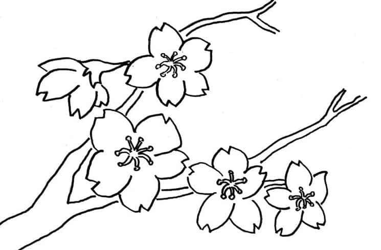 Detail Sketsa Gambar Bunga Lengkap Nomer 53