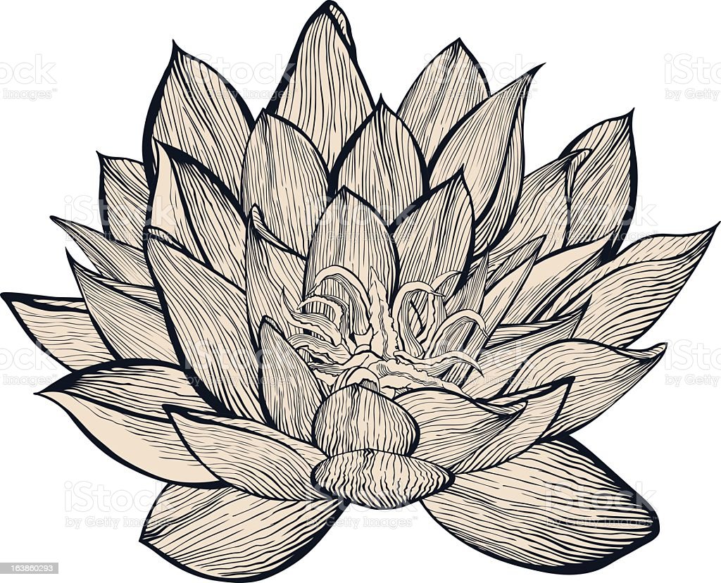 Detail Sketsa Gambar Bunga Lotus Nomer 40