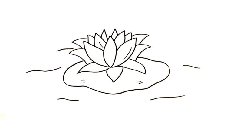 Detail Sketsa Gambar Bunga Lotus Nomer 41