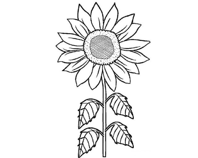 Detail Sketsa Gambar Bunga Matahari Nomer 2