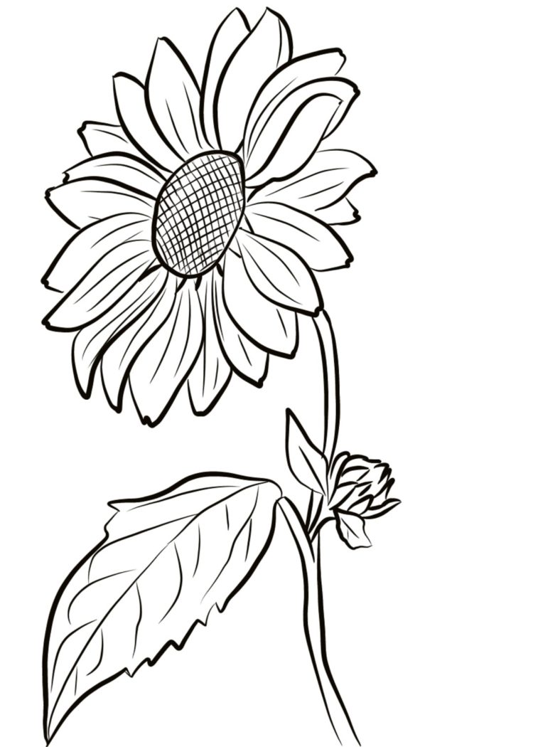 Detail Sketsa Gambar Bunga Matahari Nomer 12