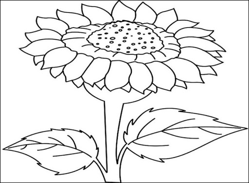 Detail Sketsa Gambar Bunga Matahari Nomer 17