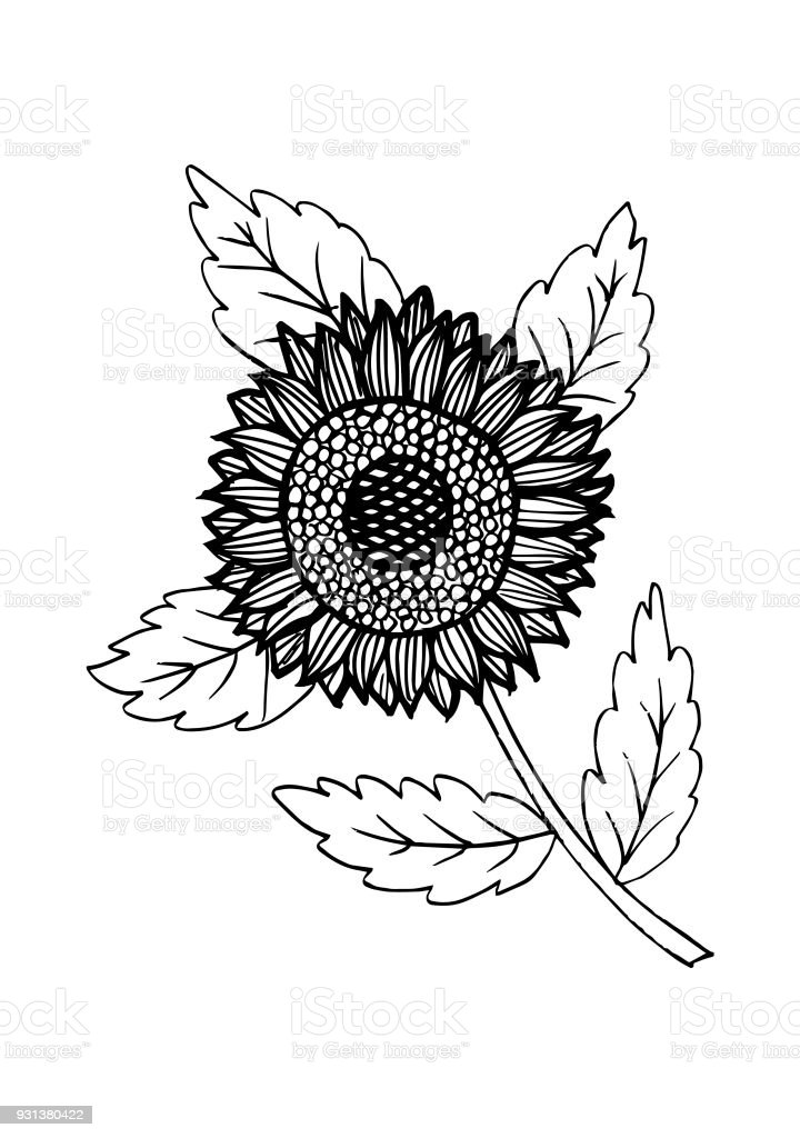 Detail Sketsa Gambar Bunga Matahari Nomer 41