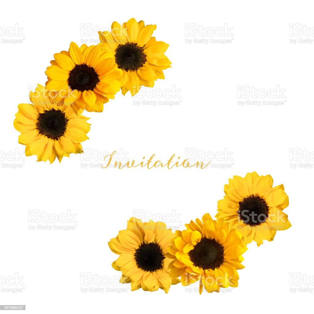 Detail Sketsa Gambar Bunga Matahari Nomer 48