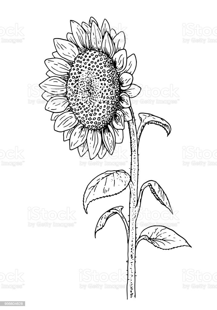 Detail Sketsa Gambar Bunga Matahari Nomer 54