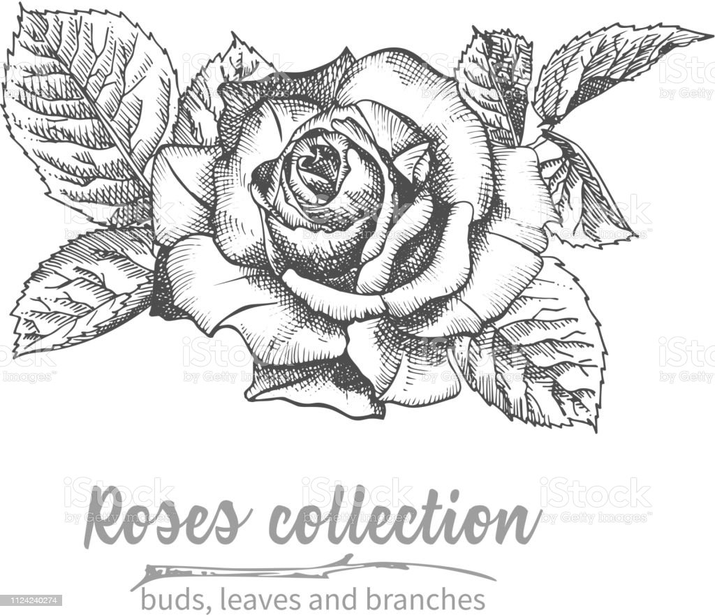 Detail Sketsa Gambar Bunga Mawar Hitam Putih Nomer 45