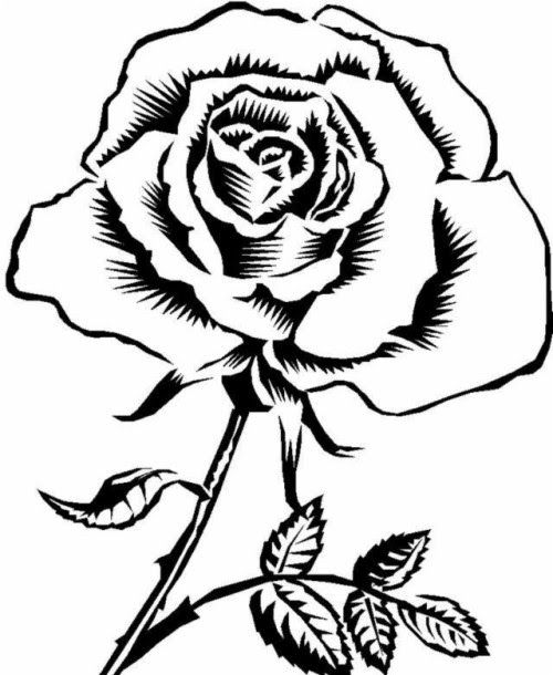 Sketsa Gambar Bunga Mawar Merah - KibrisPDR