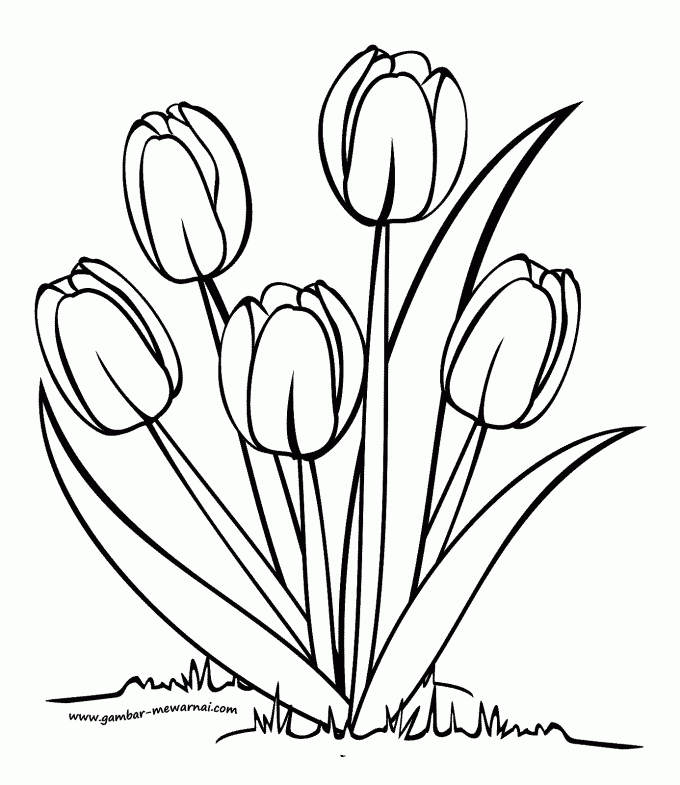 Detail Sketsa Gambar Bunga Mawar Tulipanggek Bunga Sepatuteratai Nomer 33