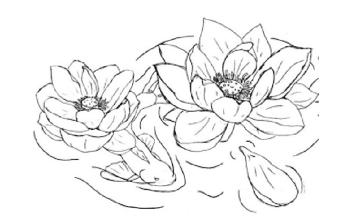 Detail Sketsa Gambar Bunga Mawar Tulipanggrek Bunga Sepatuteratai Nomer 16