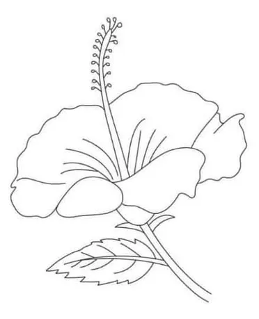 Detail Sketsa Gambar Bunga Mawar Tulipanggrek Bunga Sepatuteratai Nomer 21