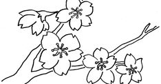 Detail Sketsa Gambar Bunga Melati Nomer 46