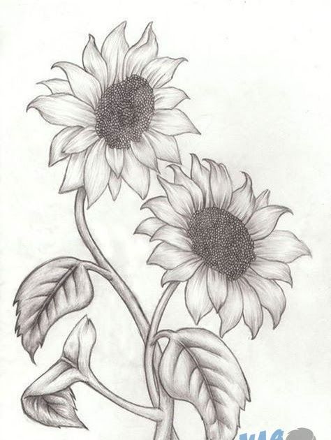 Detail Sketsa Gambar Bunga Mudah Ditiru Nomer 37