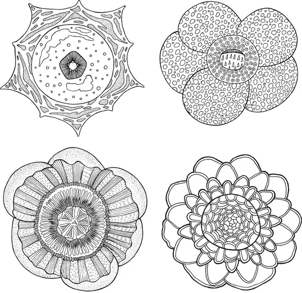 Detail Sketsa Gambar Bunga Raflesia Nomer 17