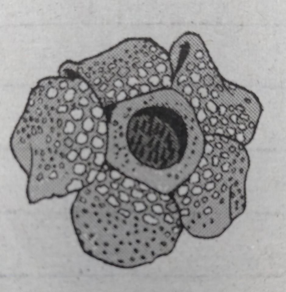 Detail Sketsa Gambar Bunga Raflesia Nomer 45