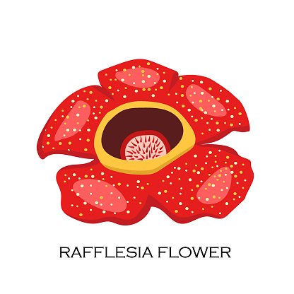 Detail Sketsa Gambar Bunga Raflesia Nomer 54