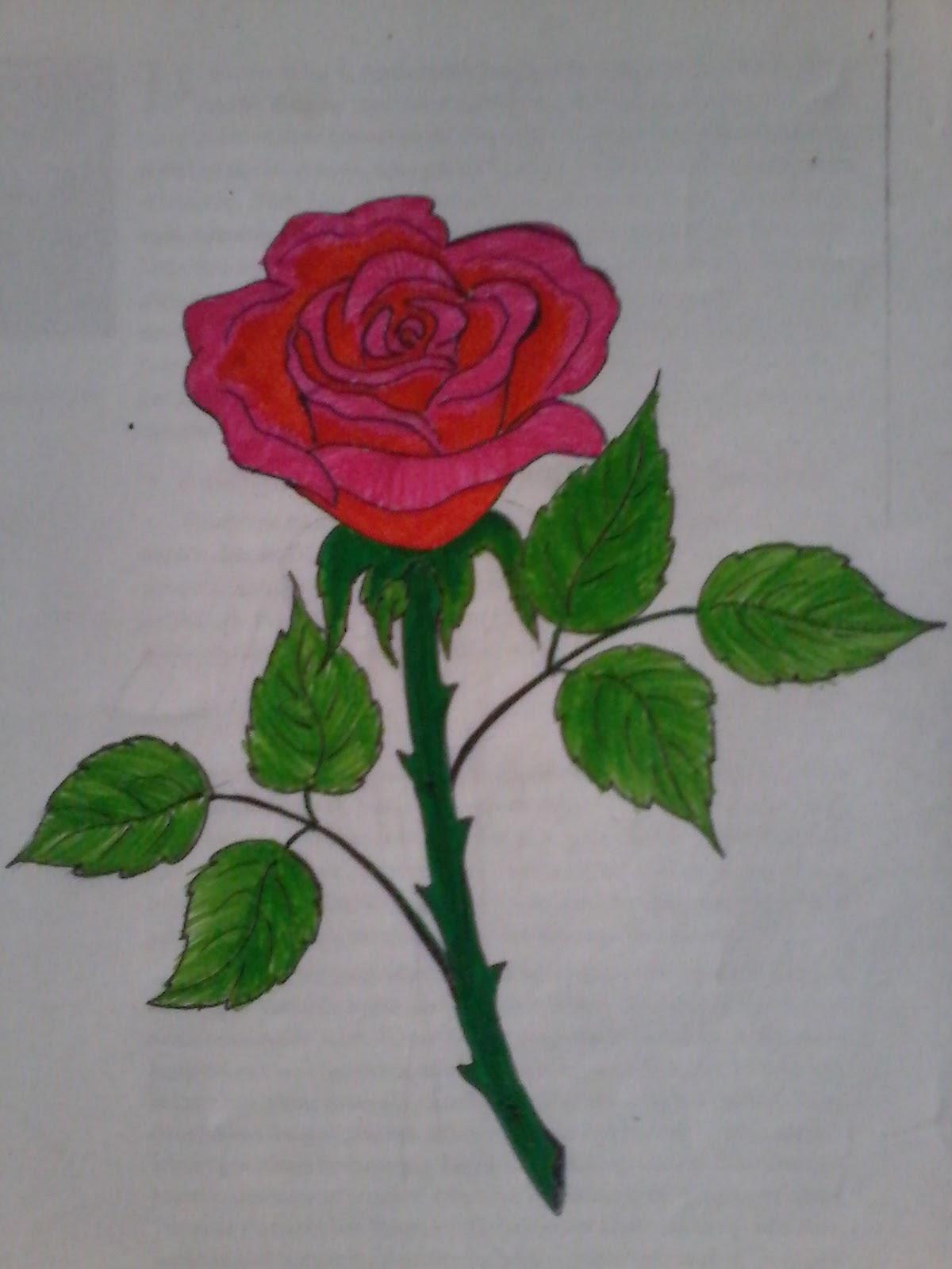 Detail Sketsa Gambar Bunga Rose Nomer 53