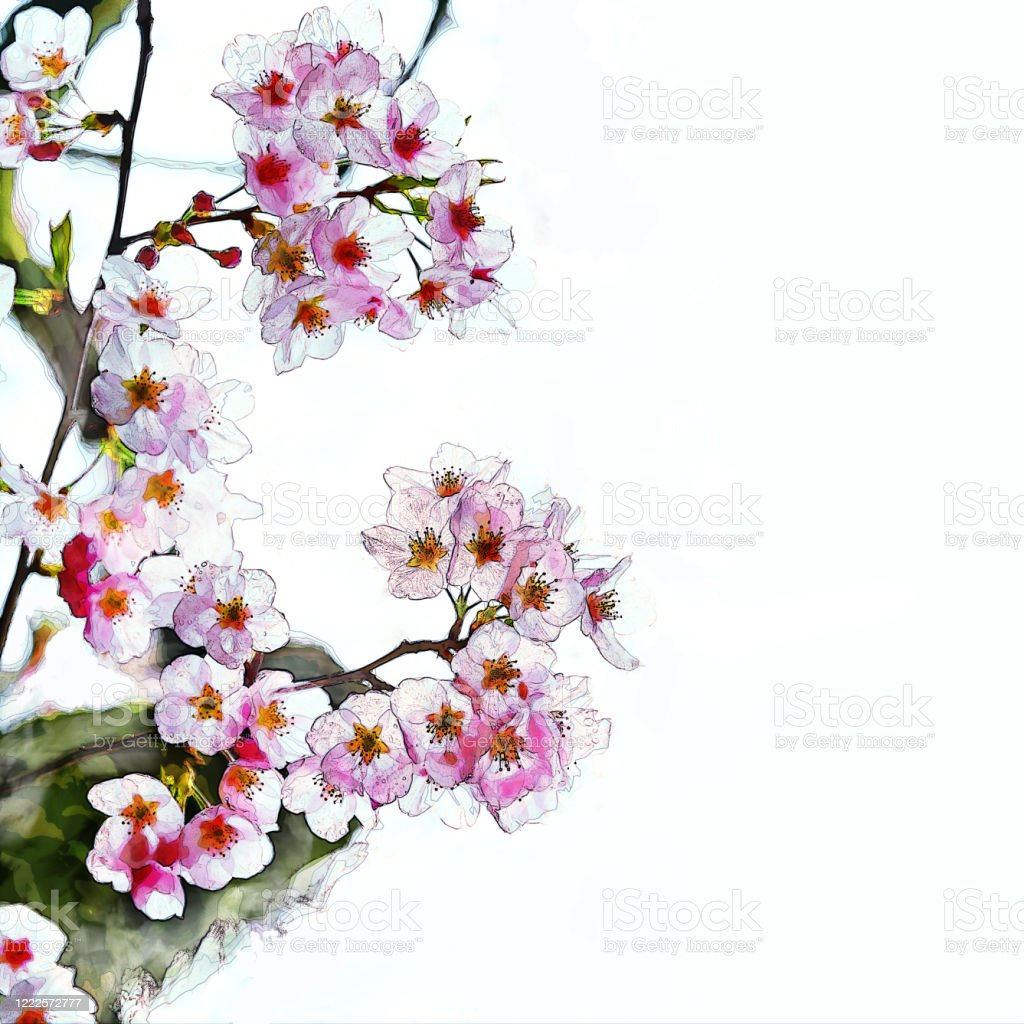 Detail Sketsa Gambar Bunga Sakura Di Jepang Nomer 5