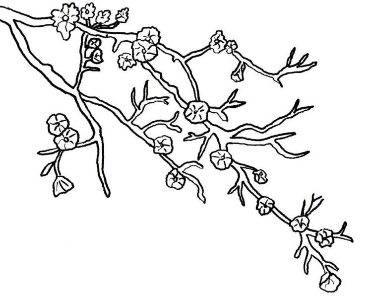 Detail Sketsa Gambar Bunga Sakura Hitam Putih Nomer 22