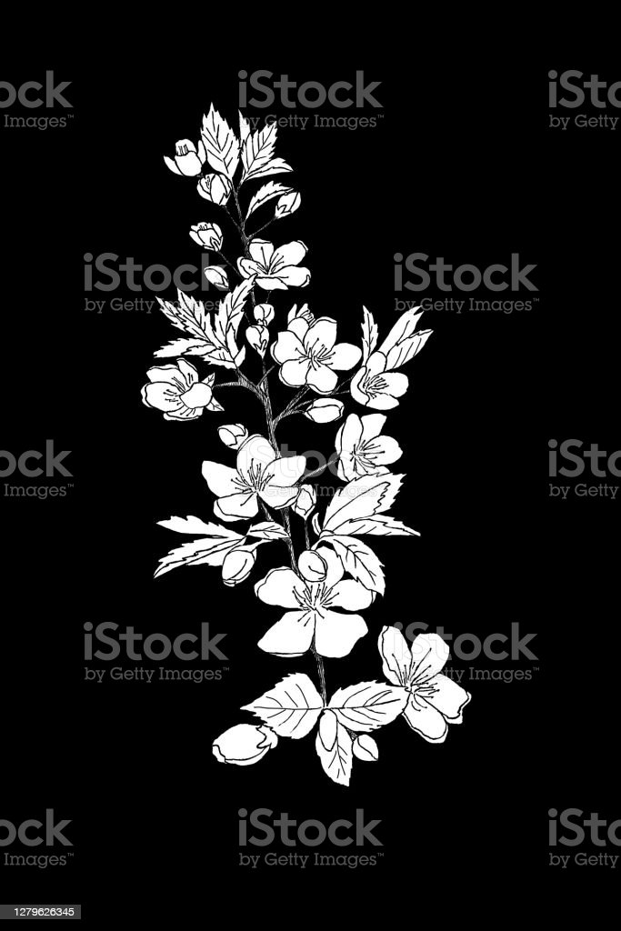 Detail Sketsa Gambar Bunga Sakura Hitam Putih Nomer 23