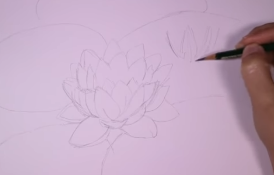 Detail Sketsa Gambar Bunga Teratai Yang Mudah Digambar Nomer 48