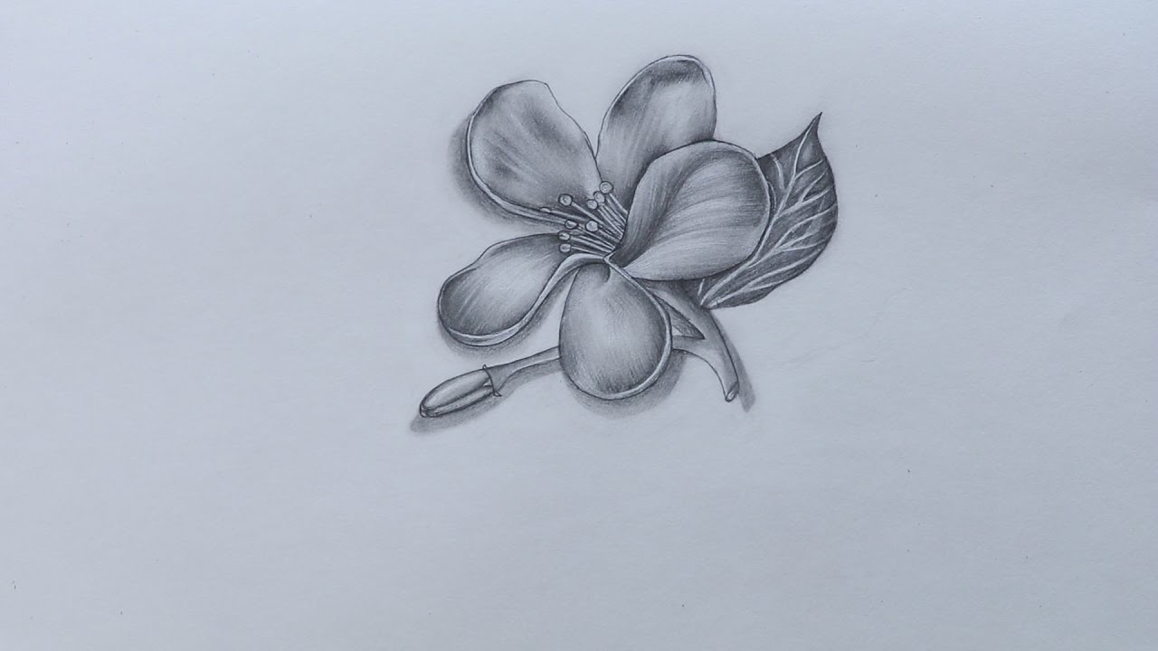 Detail Sketsa Gambar Bunga Teratai Yang Mudah Digambar Nomer 51