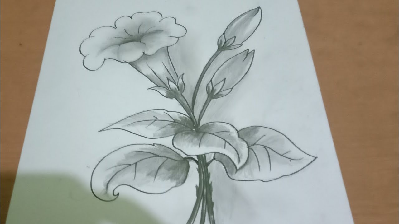 Sketsa Gambar Bunga Terompet - KibrisPDR