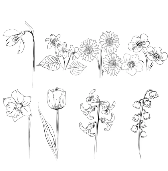 Detail Sketsa Gambar Bunga Terompet Nomer 40