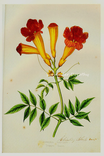 Detail Sketsa Gambar Bunga Terompet Nomer 42