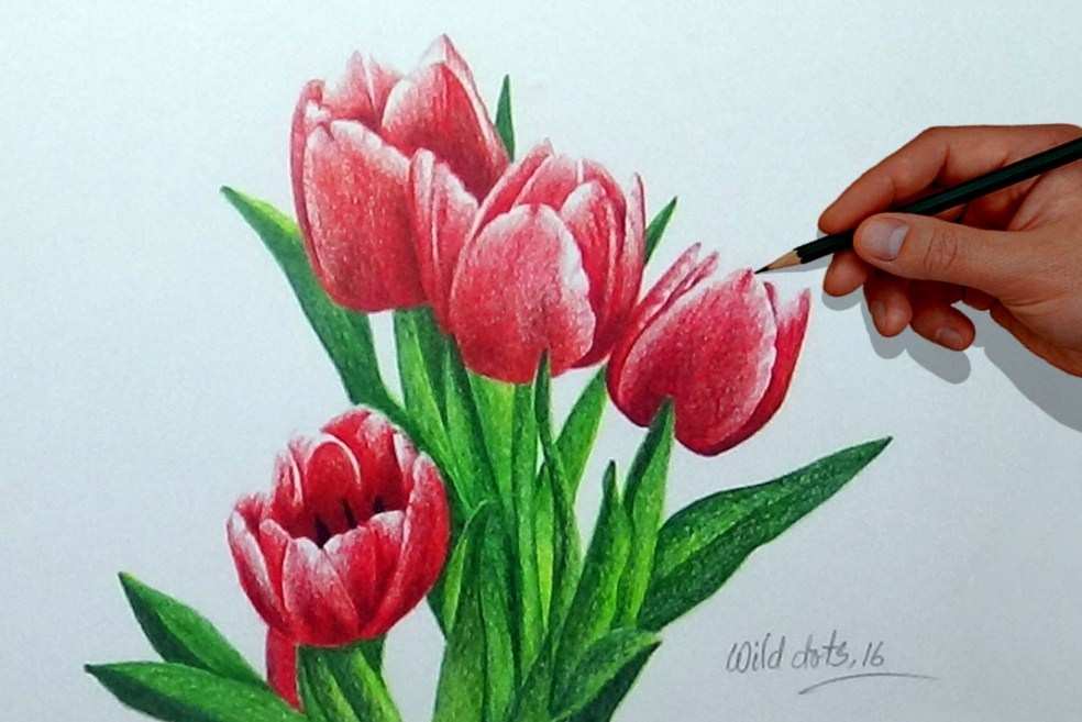 Detail Sketsa Gambar Bunga Tulip Nomer 33