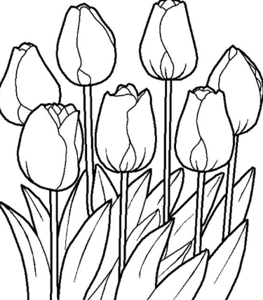 Detail Sketsa Gambar Bunga Tulip Nomer 56