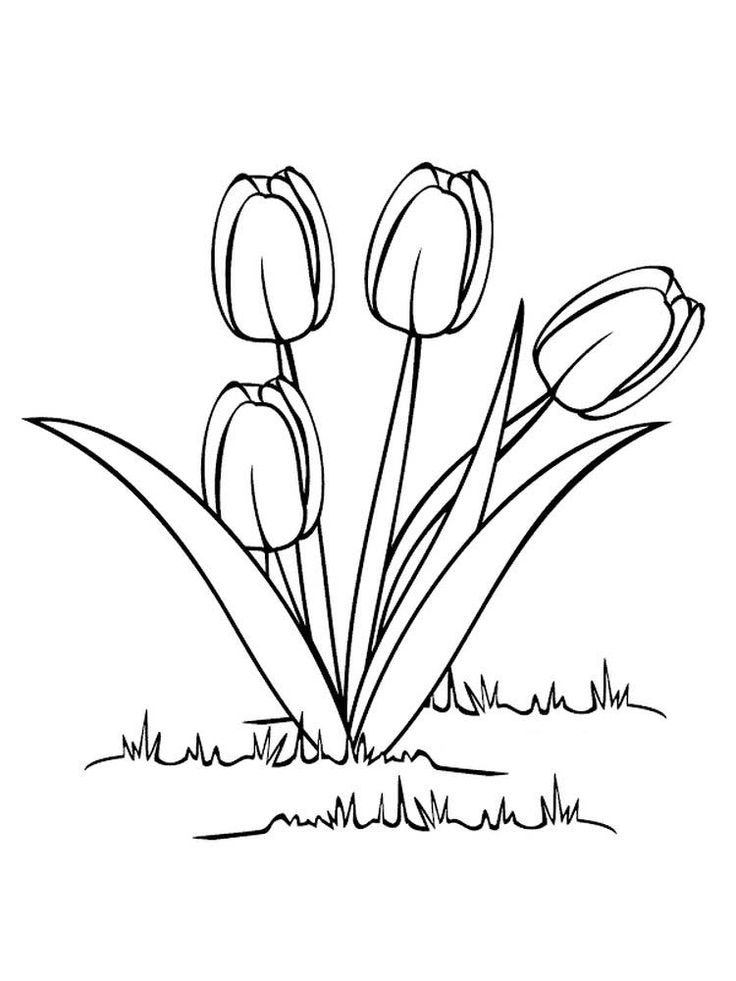 Detail Sketsa Gambar Bunga Tulip Nomer 7