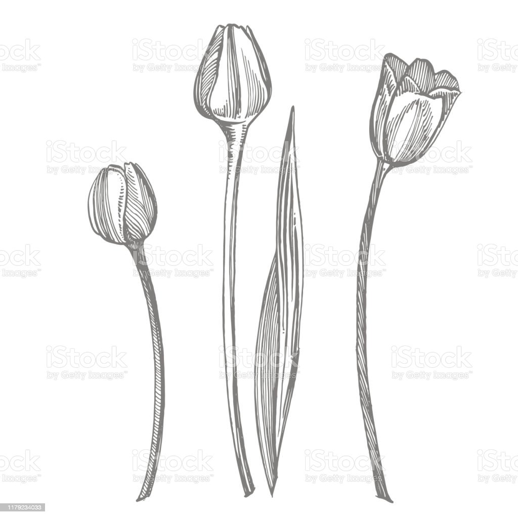 Detail Sketsa Gambar Bunga Tulip Mekar Nomer 33