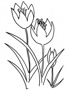 Detail Sketsa Gambar Bunga Tulip Mekar Nomer 52