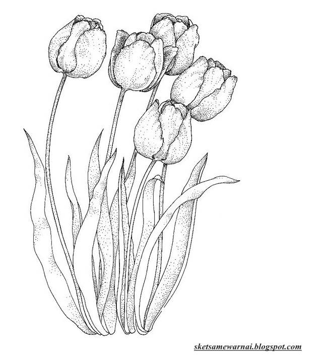 Detail Sketsa Gambar Bunga Tulip Mekar Nomer 9