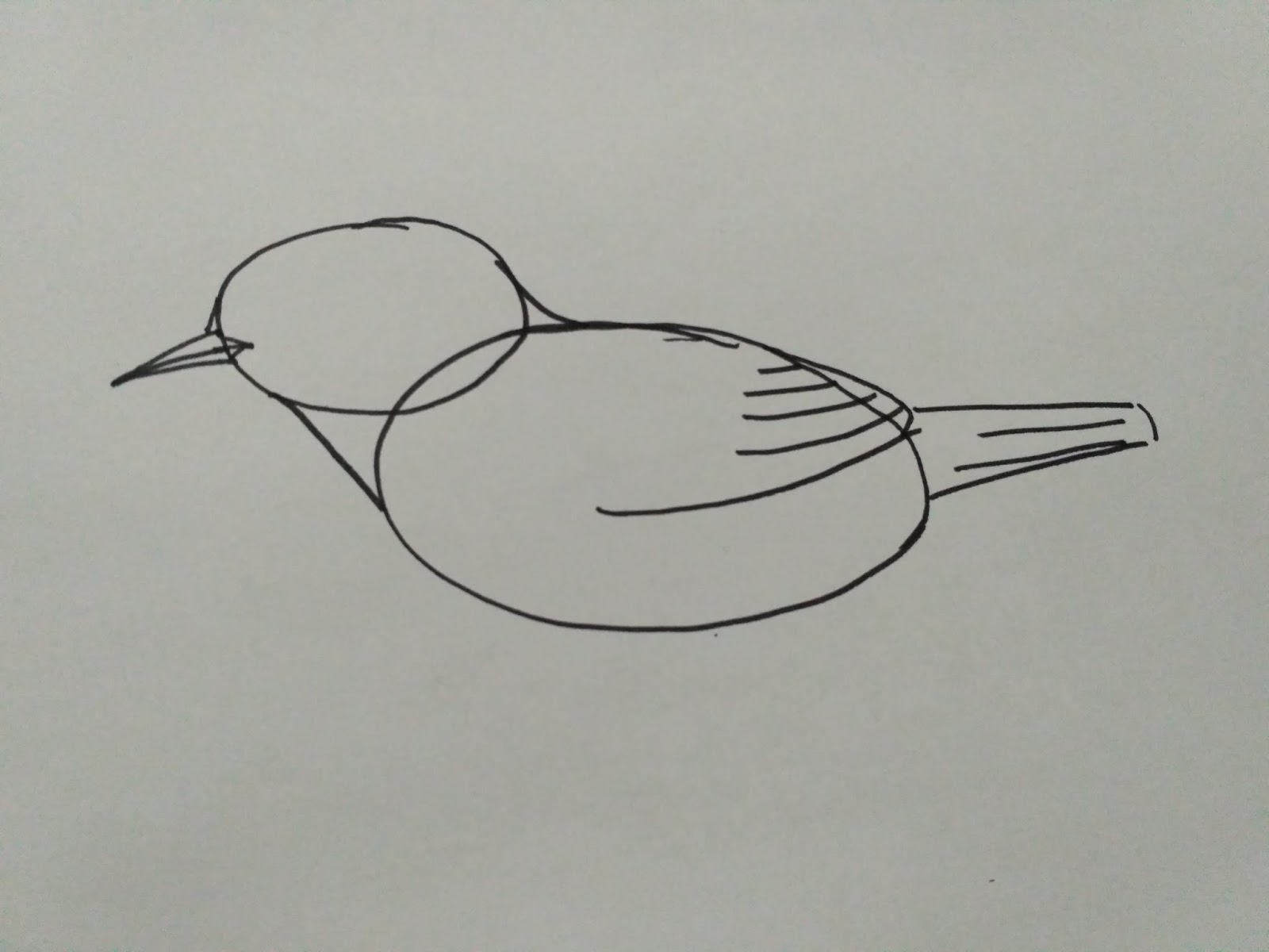 Detail Sketsa Gambar Burung Nomer 46