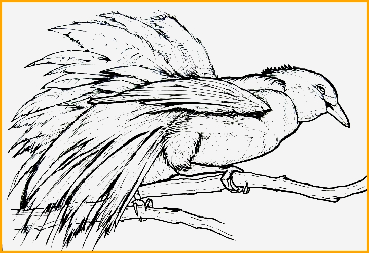 Detail Sketsa Gambar Burung Cendrawasih Nomer 46